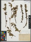 Foto von Salix retusa L. x Salix waldsteiniana Willd.